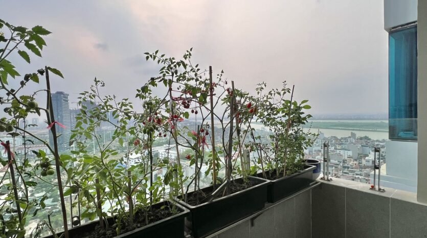 penthouse for rent in packexim 1 westlake (24)