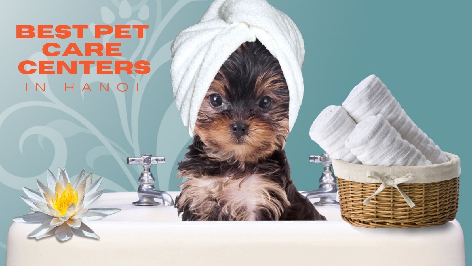 best pet care in hanoi